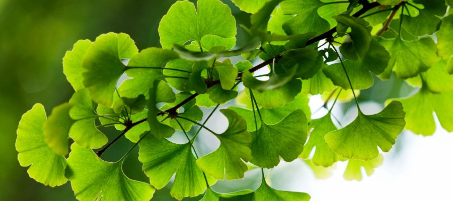 Ginkgo Biloba