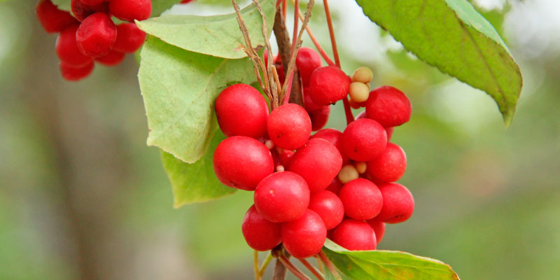 Fruto de los cinco sabores
