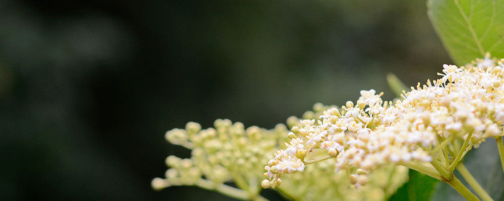 Sambucus nigra