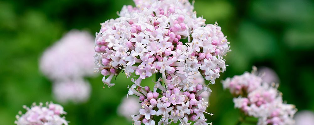 Valeriana