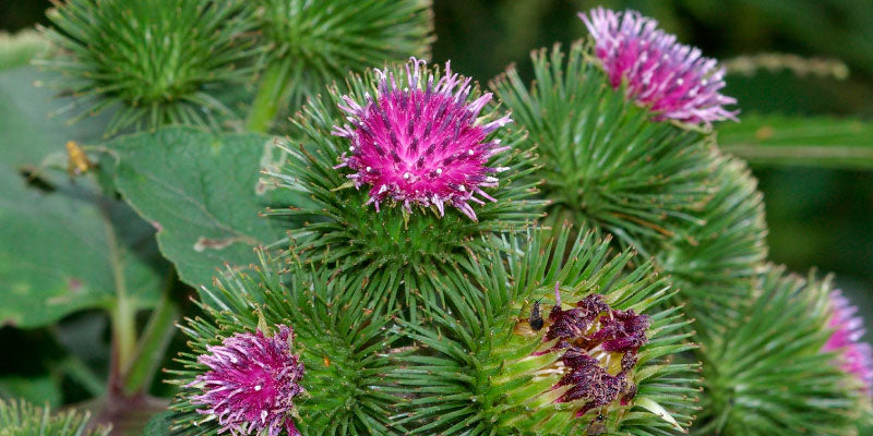 Elimina toxinas del cuerpo