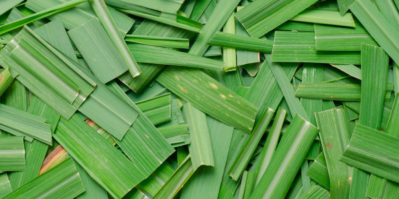 Zacate limón y sus propiedades