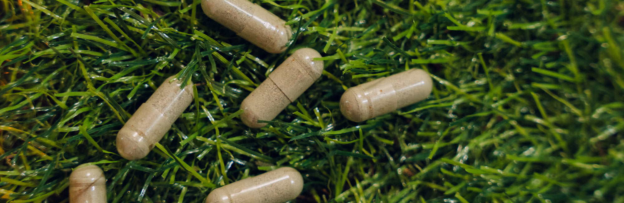 MEZCLA DE PLANTAS - SUPLEMENTOS