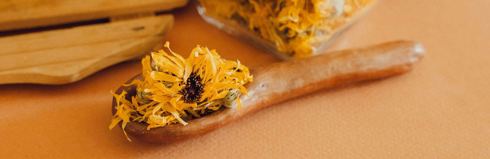 PLANTA SOLA - PLANTAS