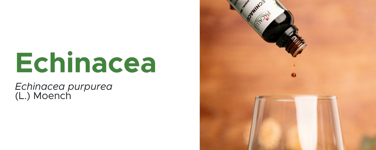 Echinacea Extracto · 30 ml