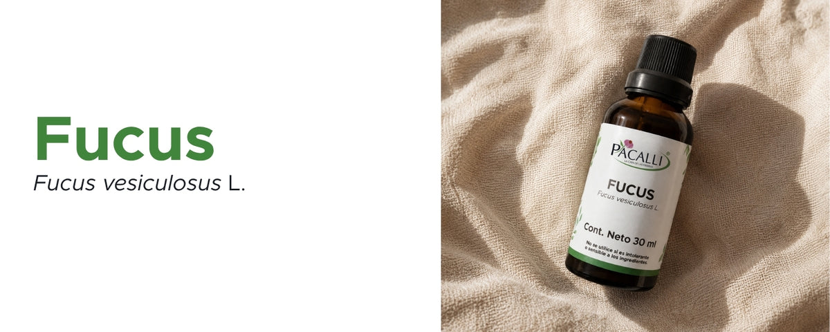 Fucus Extracto · 30 ml