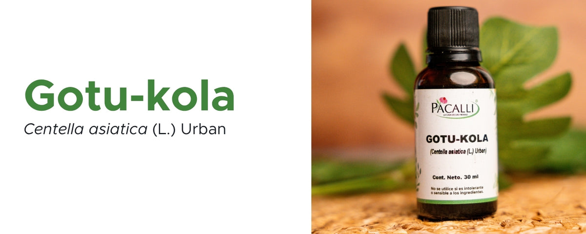 Gotu Kola Extracto · 30 ml