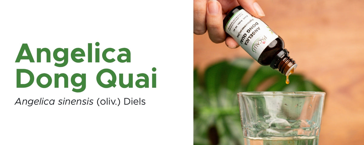 Angelica Dong Quai Extracto · 30 ml