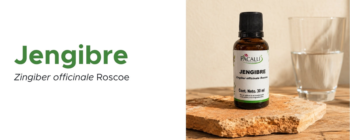 Jengibre Extracto · 30 ml