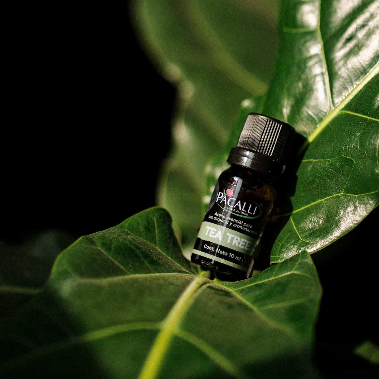 Aceite Esencial de Tea Tree · 10 ml