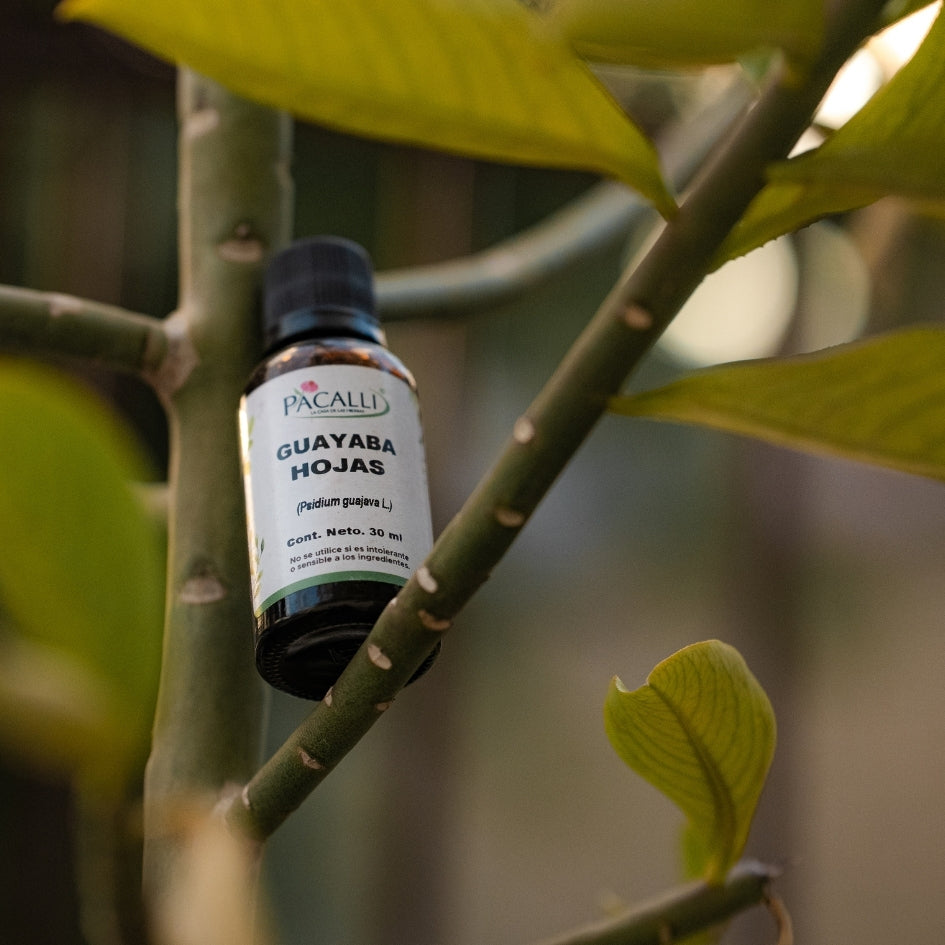 Guayaba Hojas Extracto · 30 ml