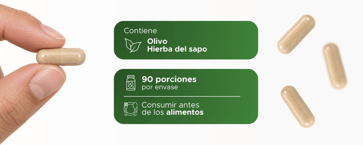 Olery | Olivo y Hierba del Sapo en polvo | 500 mg · 90 caps
